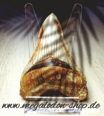 Megalodon Shop