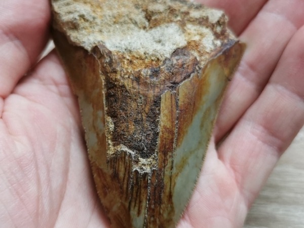 Megalodon Haizahn