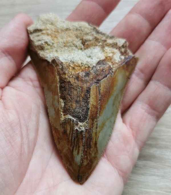 Megalodon Haizahn