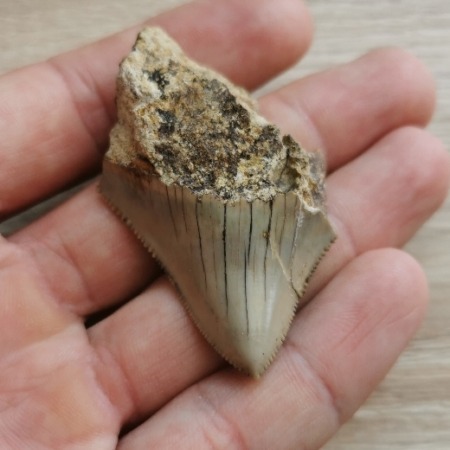 Kleiner indonesischer Megalodon Haizahn