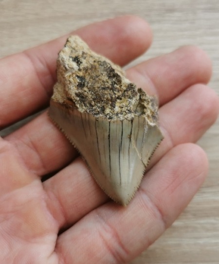 Kleiner indonesischer Megalodon Haizahn