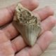 Kleiner indonesischer Megalodon Haizahn
