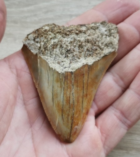 Kleiner oranger Megalodon Haizahn