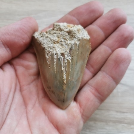 Kleiner Megalodon Haizahn