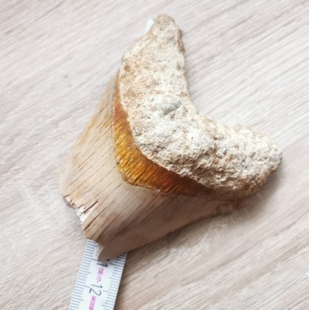 Schöne Bourlette ! Megalodon Haizahn