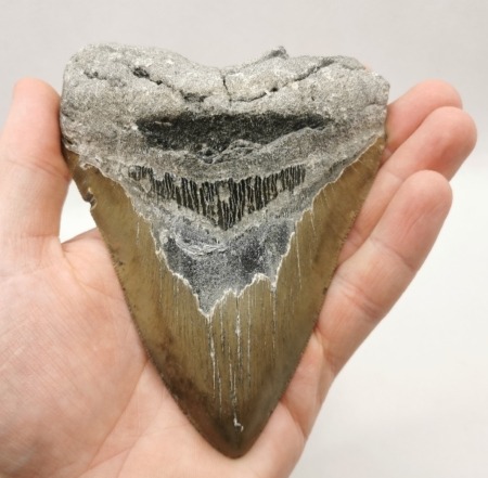 USA Megalodon Haizahn