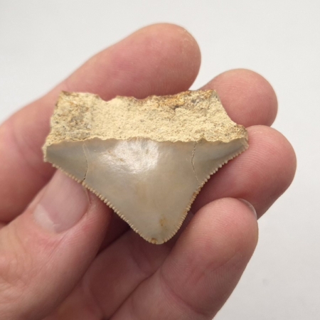 Kleiner Megalodon Haizahn