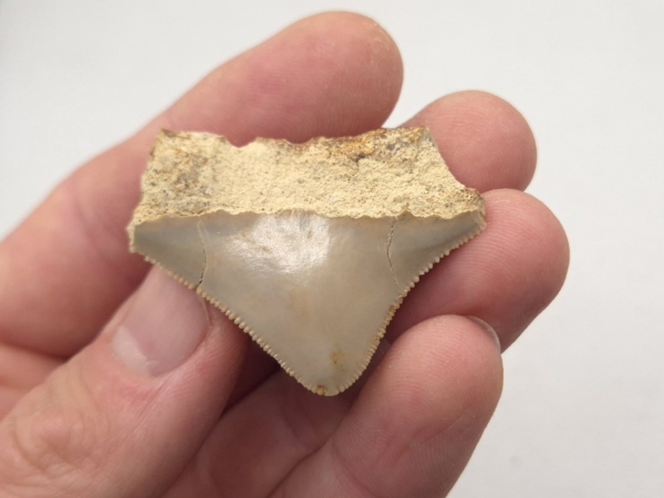 Kleiner Megalodon Haizahn