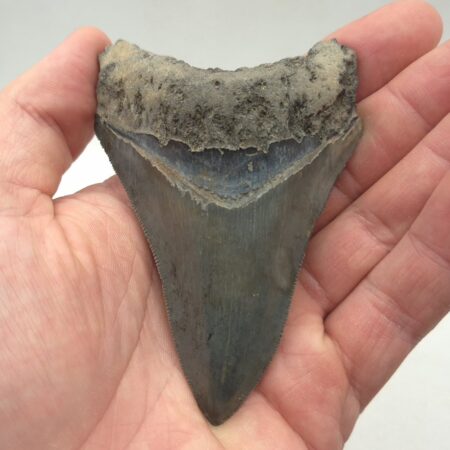Megalodon Haizahn Philippinen