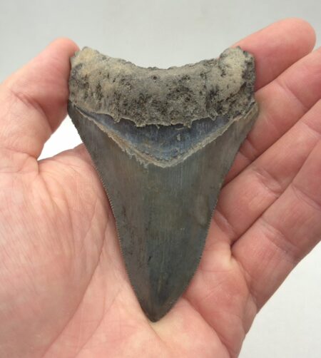 Megalodon Haizahn Philippinen