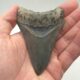 Megalodon Haizahn Philippinen