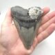 Megalodon Haizahn Grau