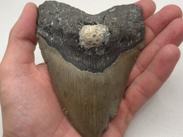 USA Megalodon
