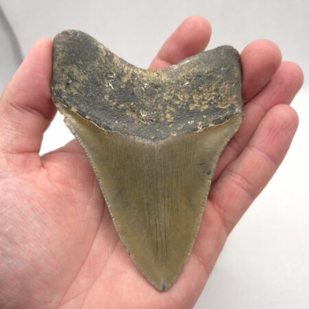 Schöner Megalodon Haizahn