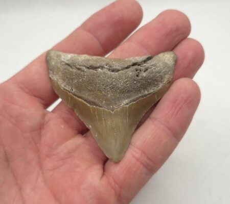 Kleiner, schöner Megalodon Haizahn