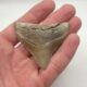 Kleiner, schöner Megalodon Haizahn