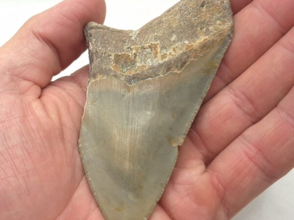 USA Haizahn Fossil