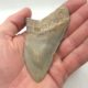 USA Haizahn Fossil