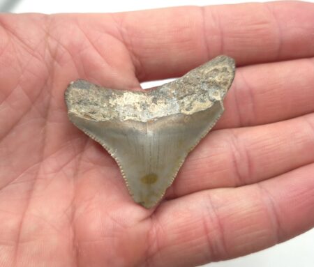 Otodus Megalodon