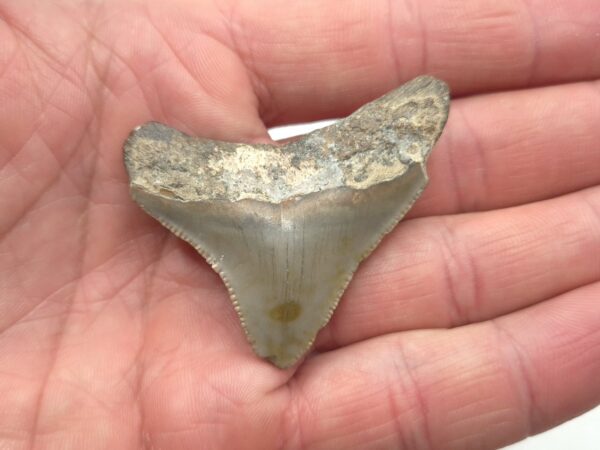 Otodus Megalodon