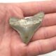 Otodus Megalodon