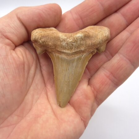 Otodus Obliquus