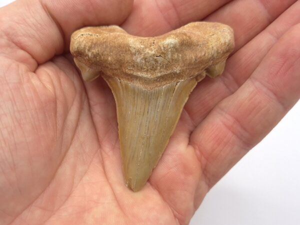Otodus Obliquus