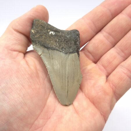 Heartbreaker Megalodon