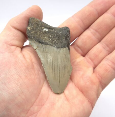 Heartbreaker Megalodon