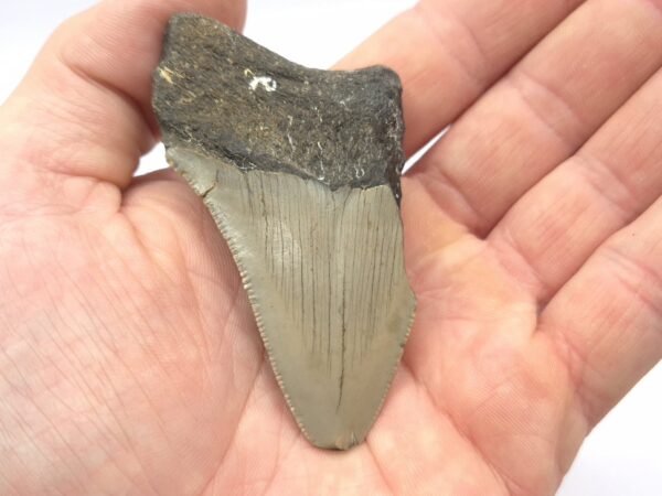 Heartbreaker Megalodon