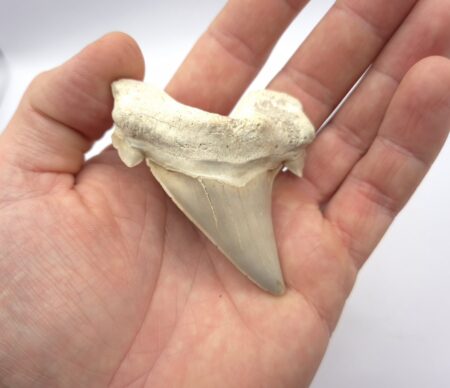 Otodus Obliquus Haizahn