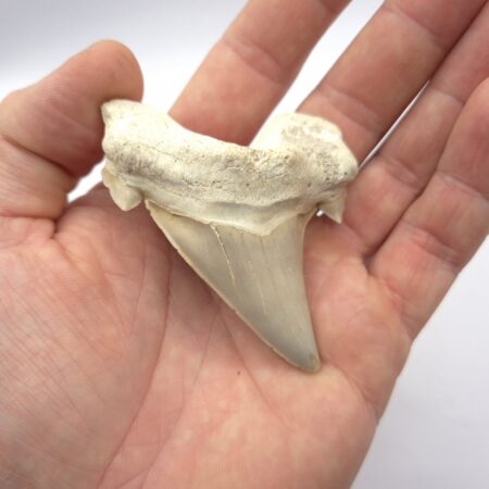 Otodus Obliquus Haizahn