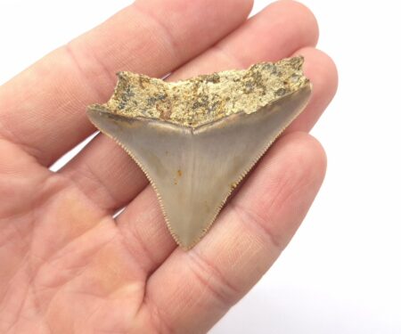 Megalodon aus Indonesien