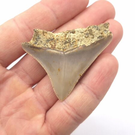 Megalodon aus Indonesien