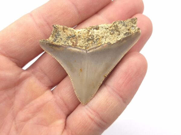 Megalodon aus Indonesien