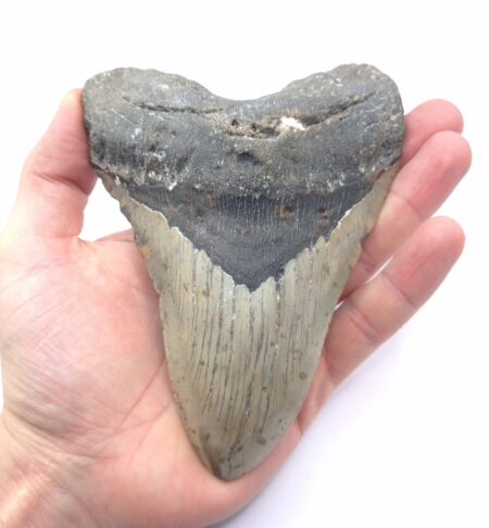 Sehr großer Megalodon Haizahn
