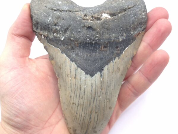 Sehr großer Megalodon Haizahn