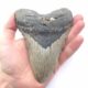 Sehr großer Megalodon Haizahn