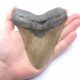 Schöner Megalodon Haizahn