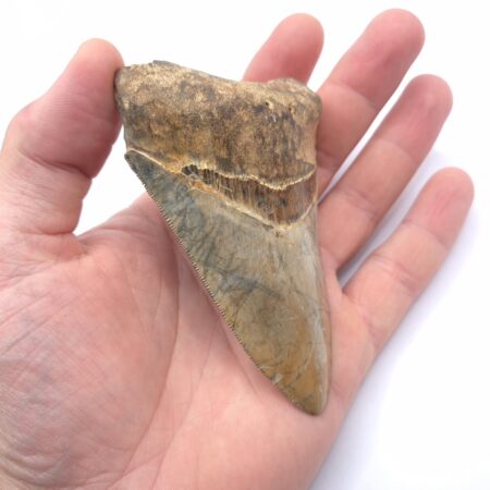 Megalodon Haizahn mit tollen Farben