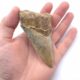 Megalodon Haizahn mit tollen Farben