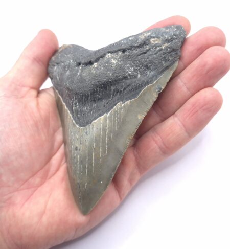 Megalodon Haizahn gute Qualität