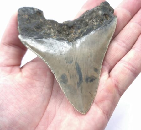 Megalodon aus Indonesien