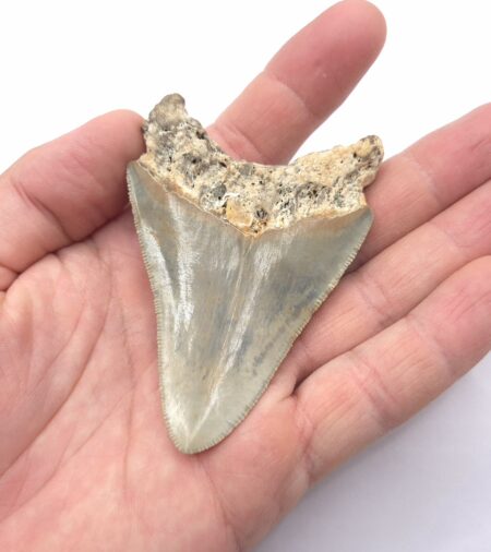 Megalodon Haizahn Fossilien