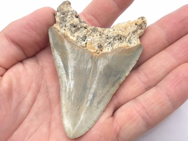 Megalodon Haizahn Fossilien