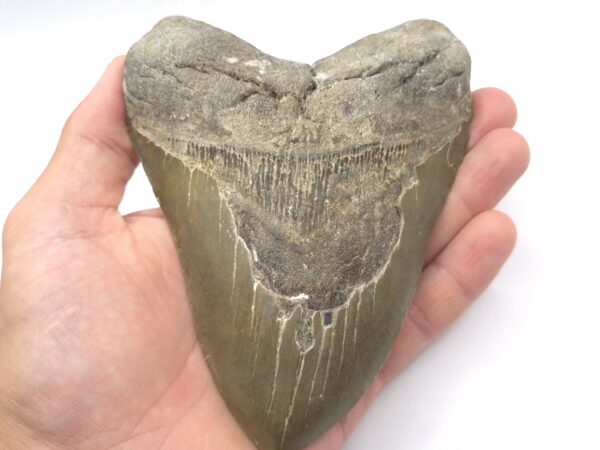 Haizahn Fossil eines Megalodon