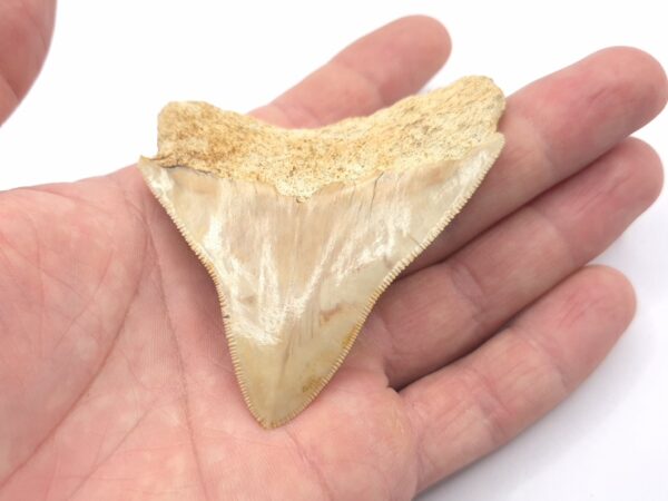 Haizahn eines Megalodon Indonesien