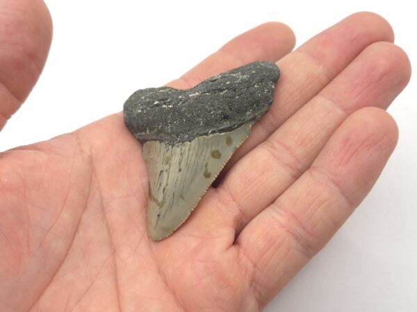 Fossilien