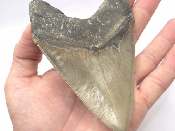 Fossil USA
