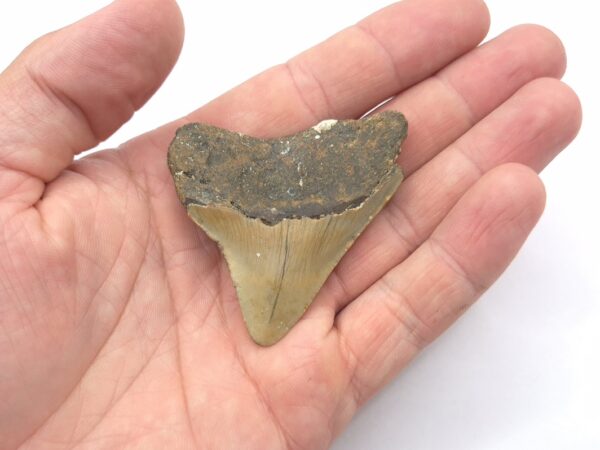 Megalodon Haizahn aus den USA